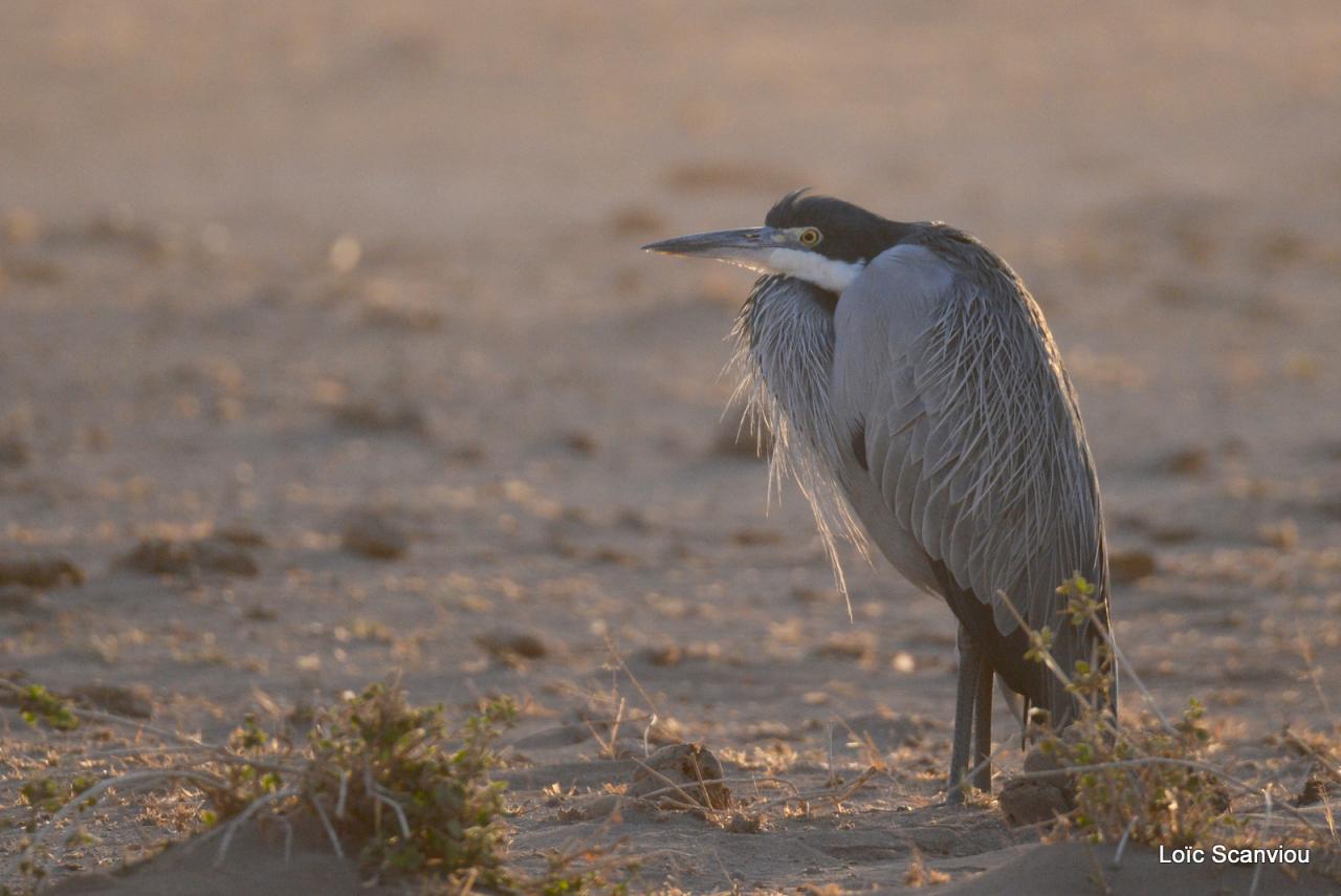 Héron mélanocéphale/Blac-headed Heron (2)