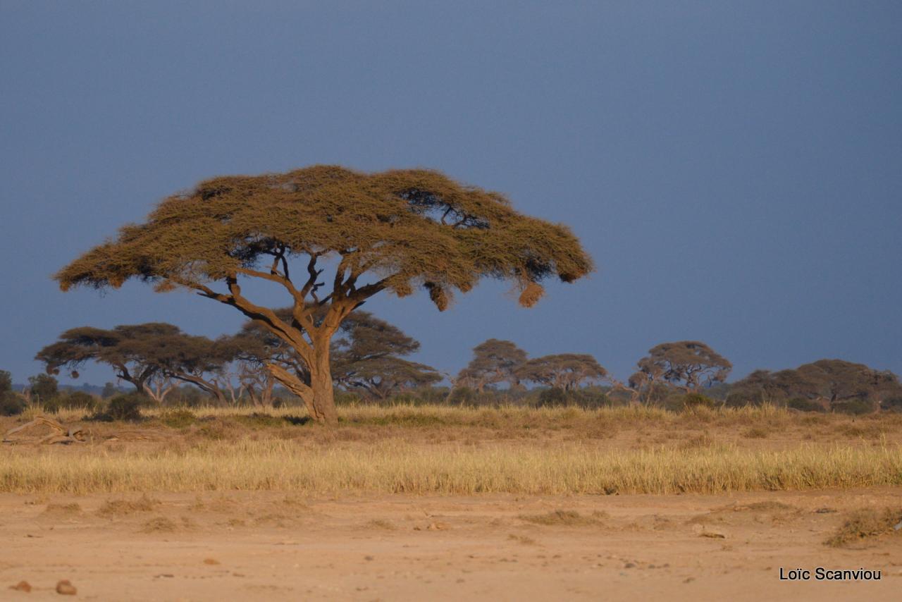Amboseli (5)