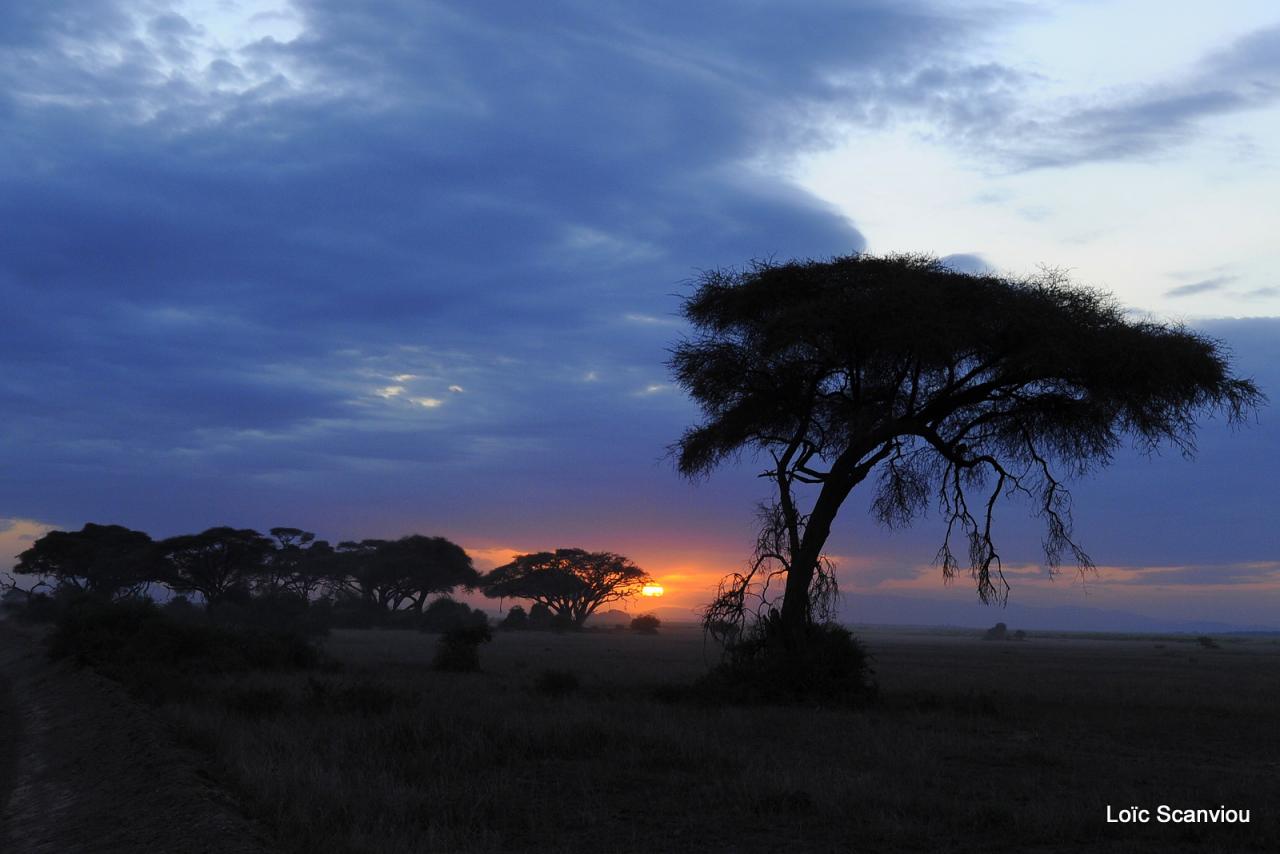 Amboseli (8)