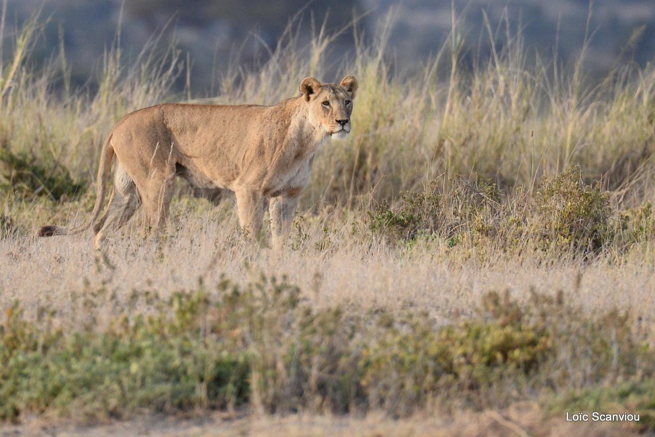 Lion (1)