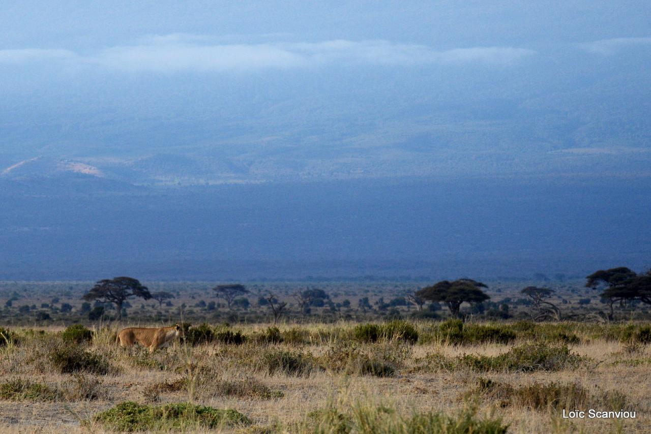 Amboseli (10)