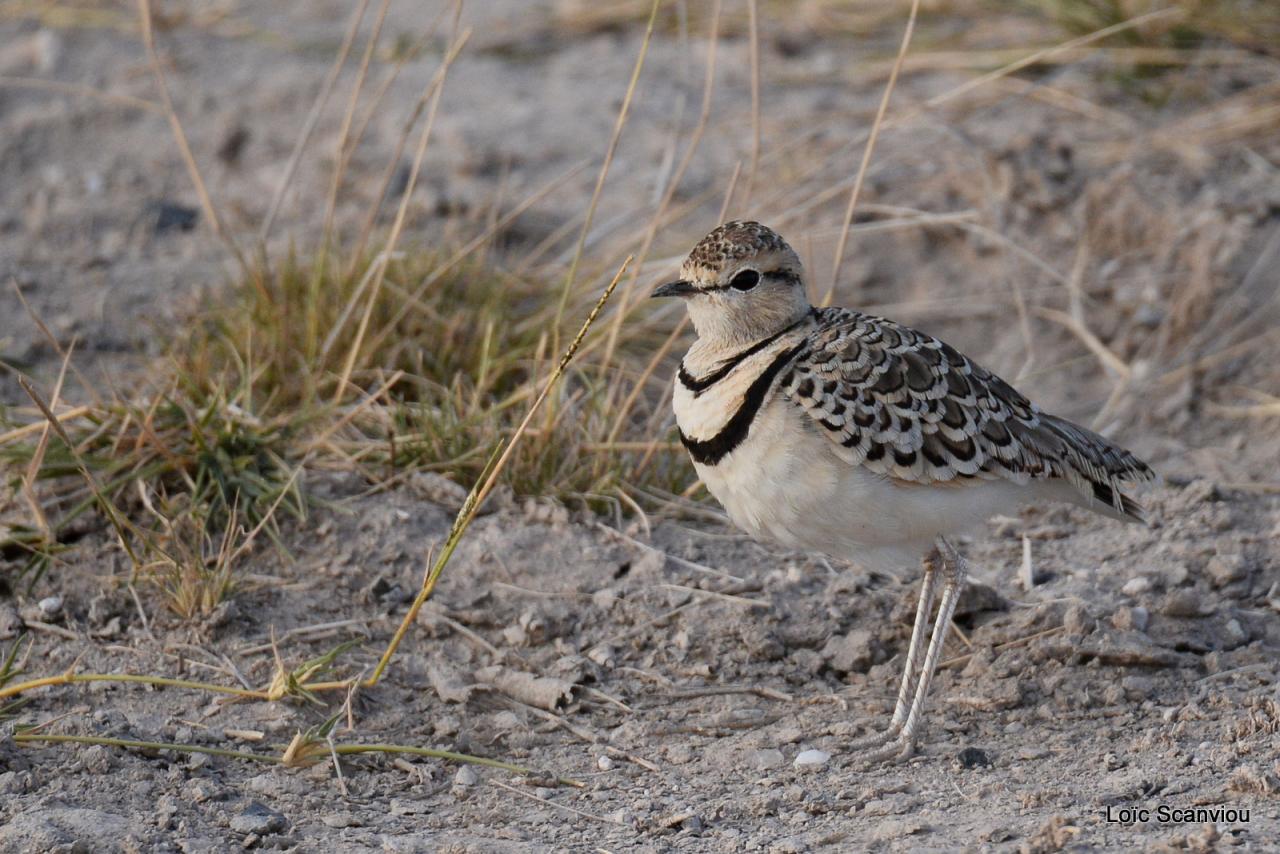 Courvite à double collier/Two-banded Courser (1)