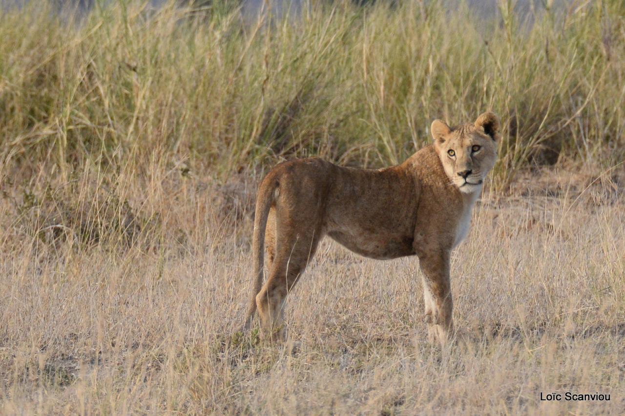 Lion (3)