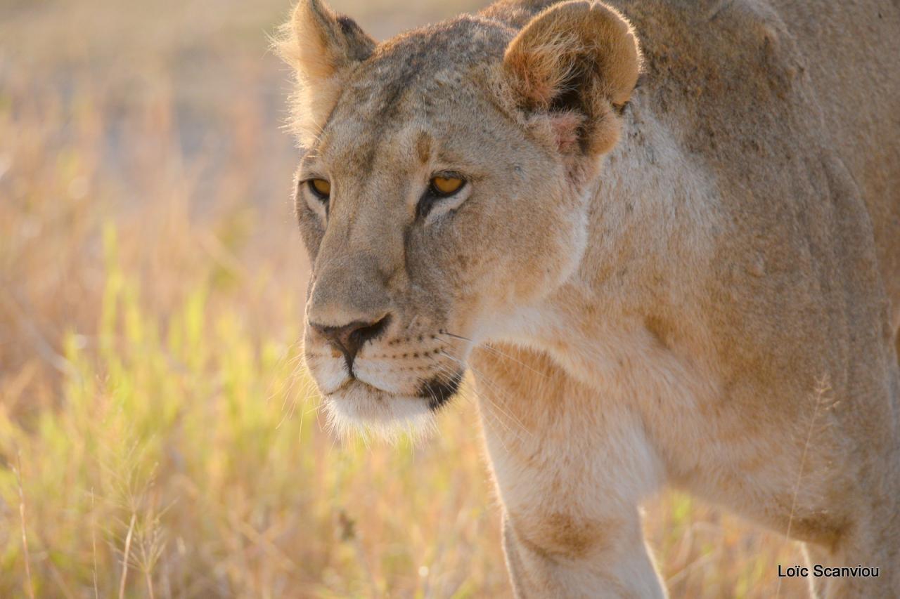 Lion (7)