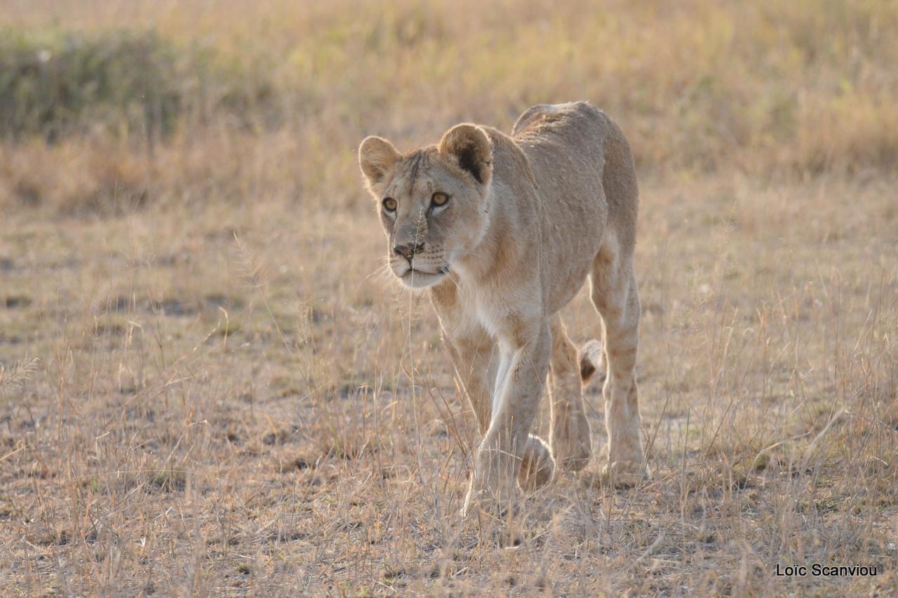 Lion (8)