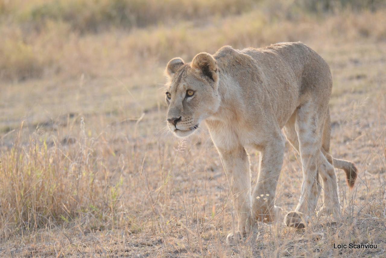 Lion (9)