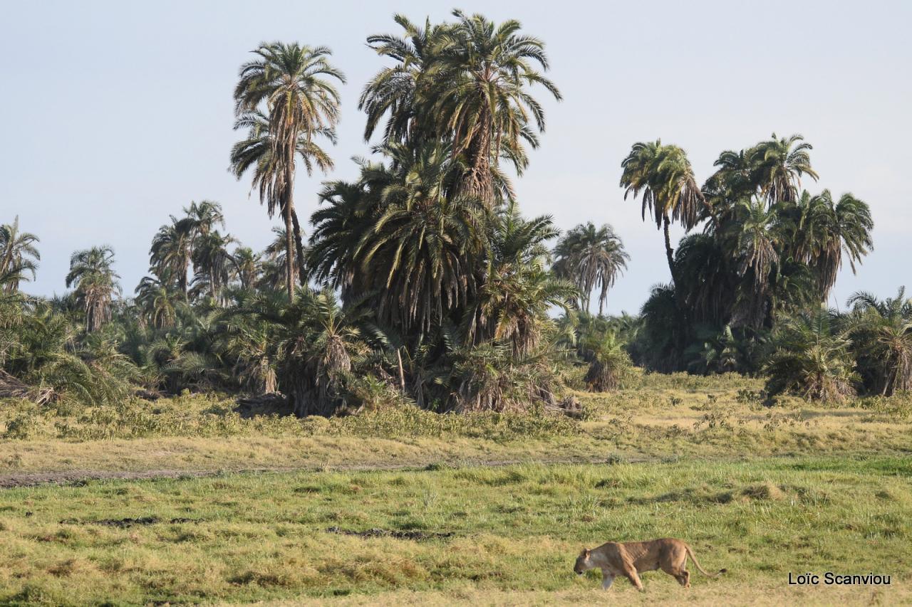 Lion (10)