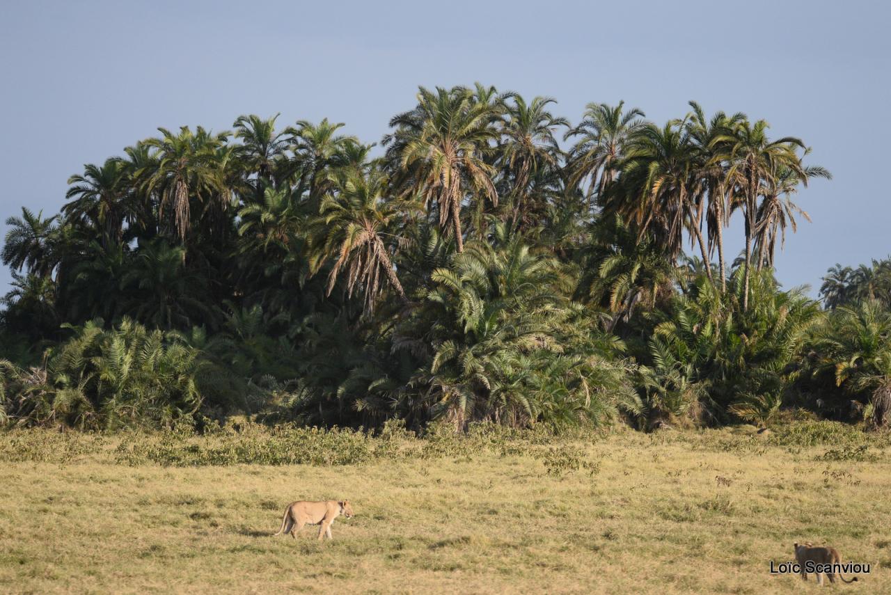 Lion (11)