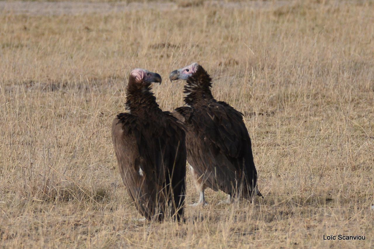 Vautour oricou/Lappet-faced Vulture (1)