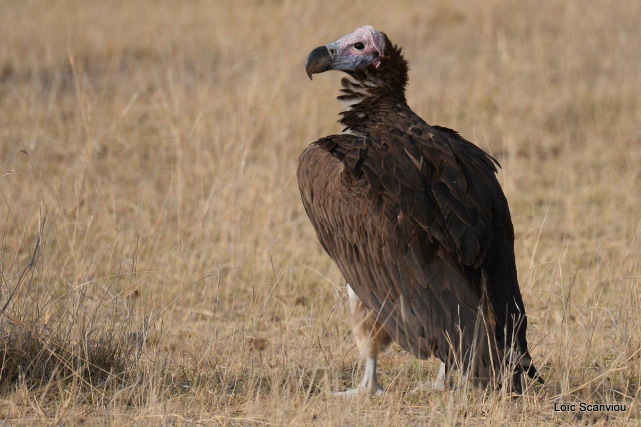 Vautour oricou/Lappet-faced Vulture (2)