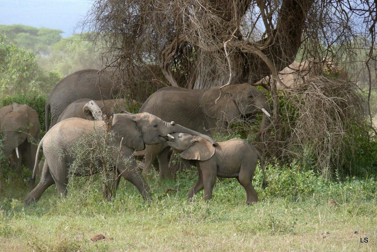 Éléphant d'Afrique/African Savanna Elephant (7)