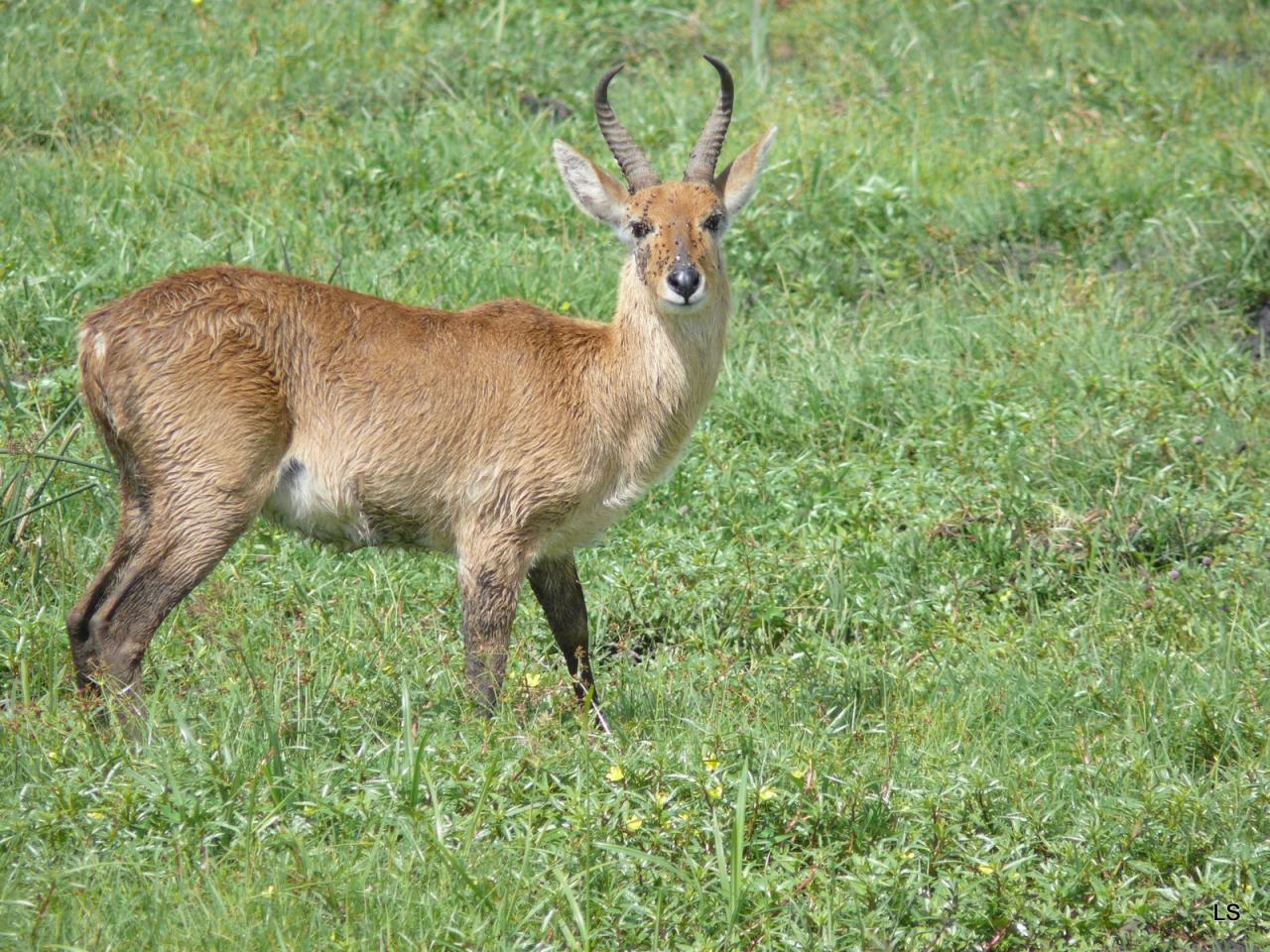 Cobe des roseaux/Bohor Reedbuck (1)