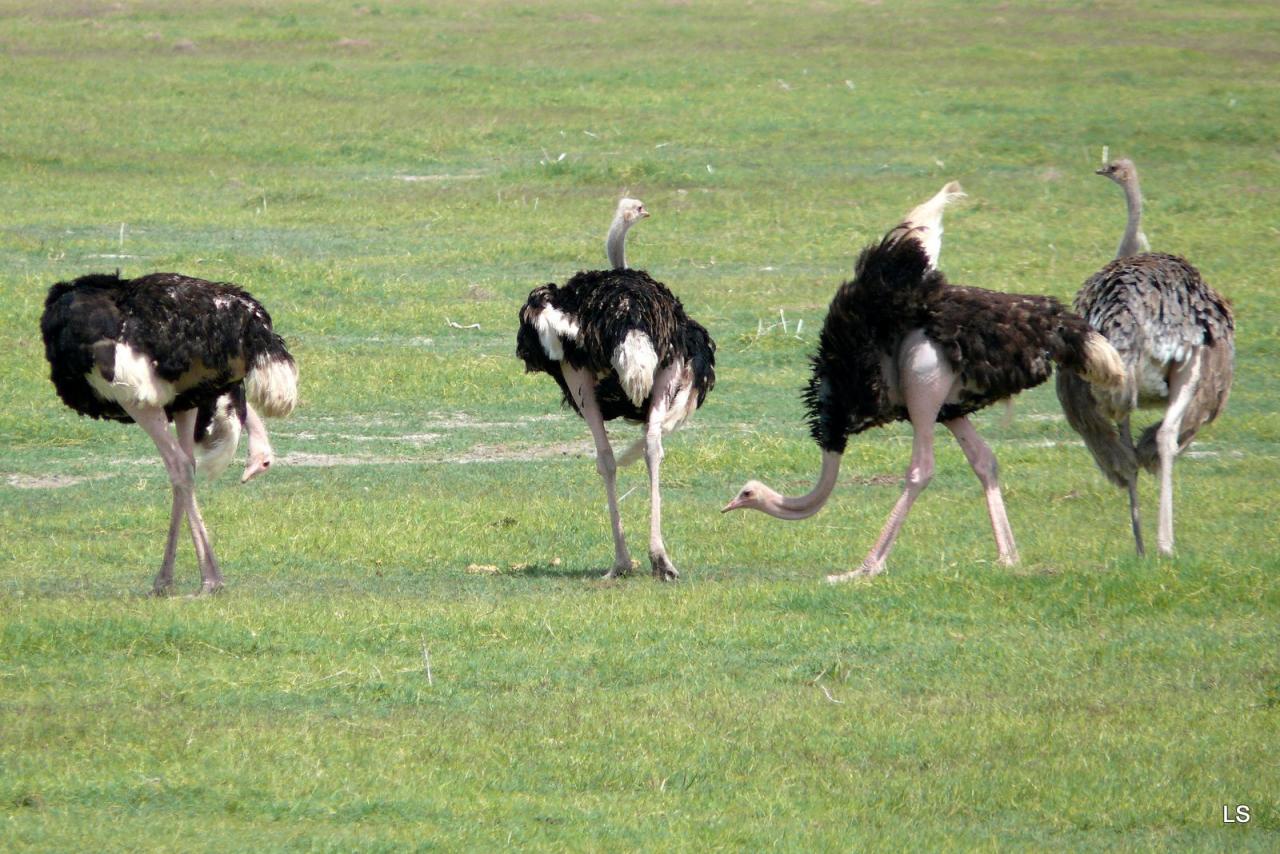 Autruche d'Afrique/Common Ostrich (1)