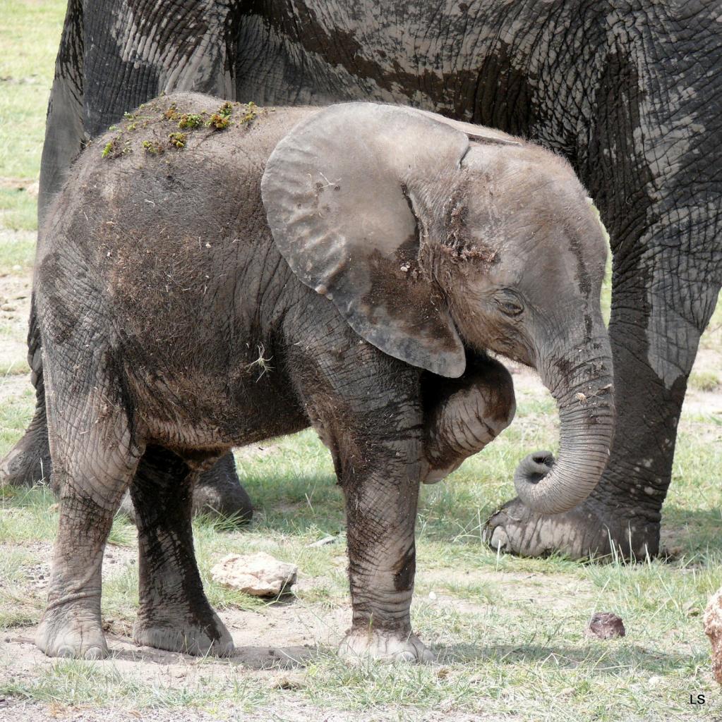 Éléphant d'Afrique/African Savanna Elephant (8)