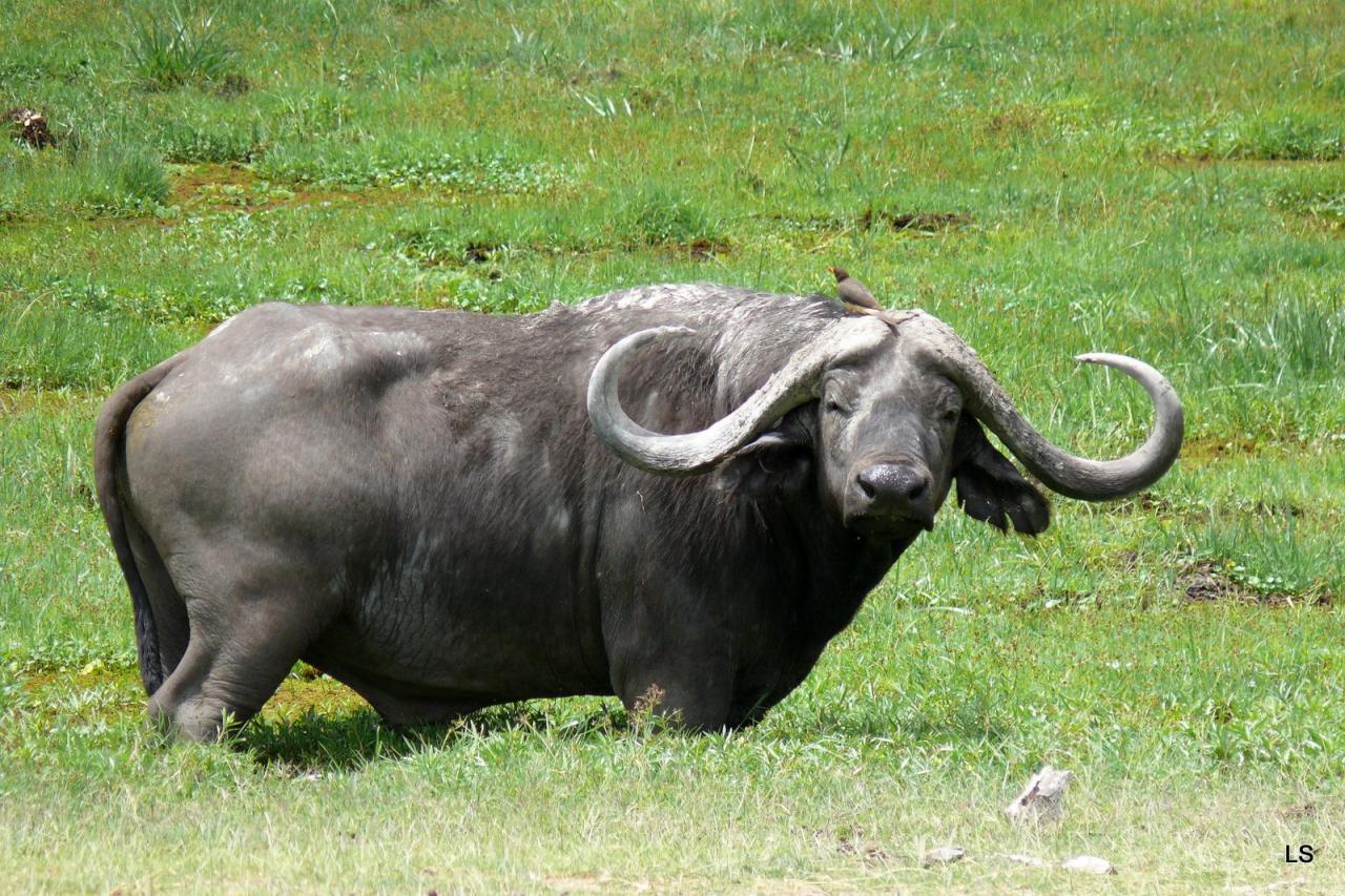 Buffle du Cap/Cape Buffalo (1)