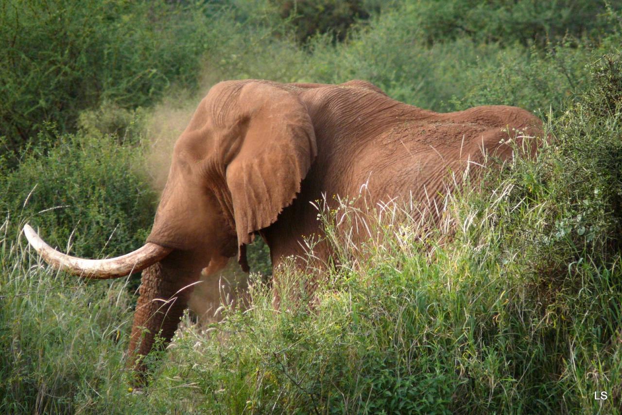 Éléphant d'Afrique/African Savanna Elephant (1)