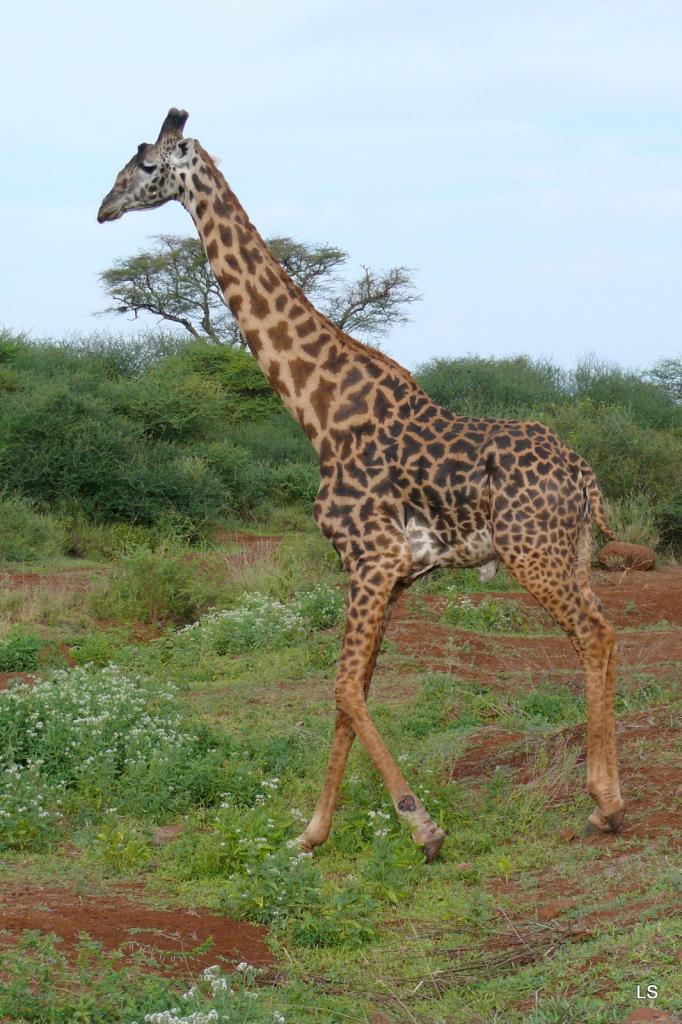 Girafe masaï/Masai Giraffe (1)