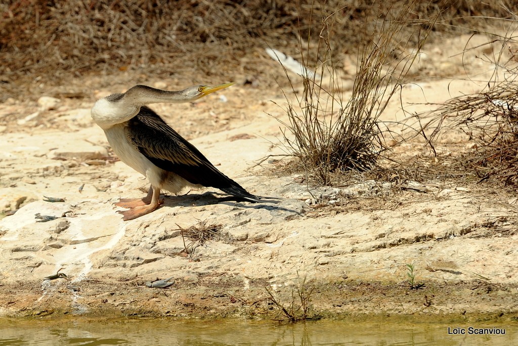 Anhinga d'Australie/Australian Darter