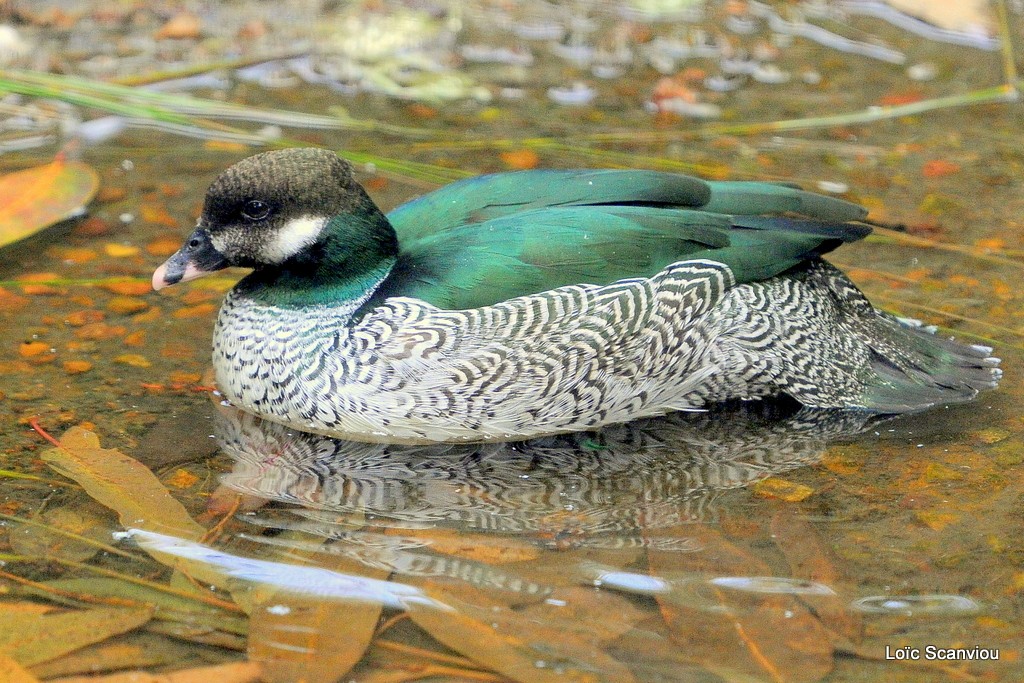 Anserelle élégante/Green Pygmy Goose