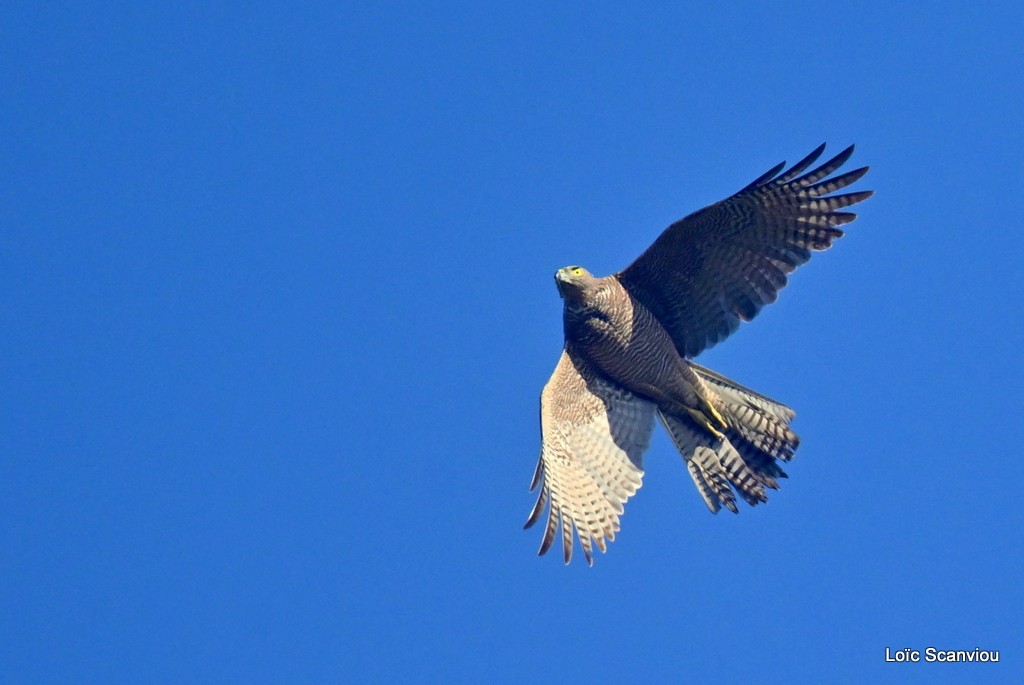 Autour australien/ Brown Goshawk (1) 