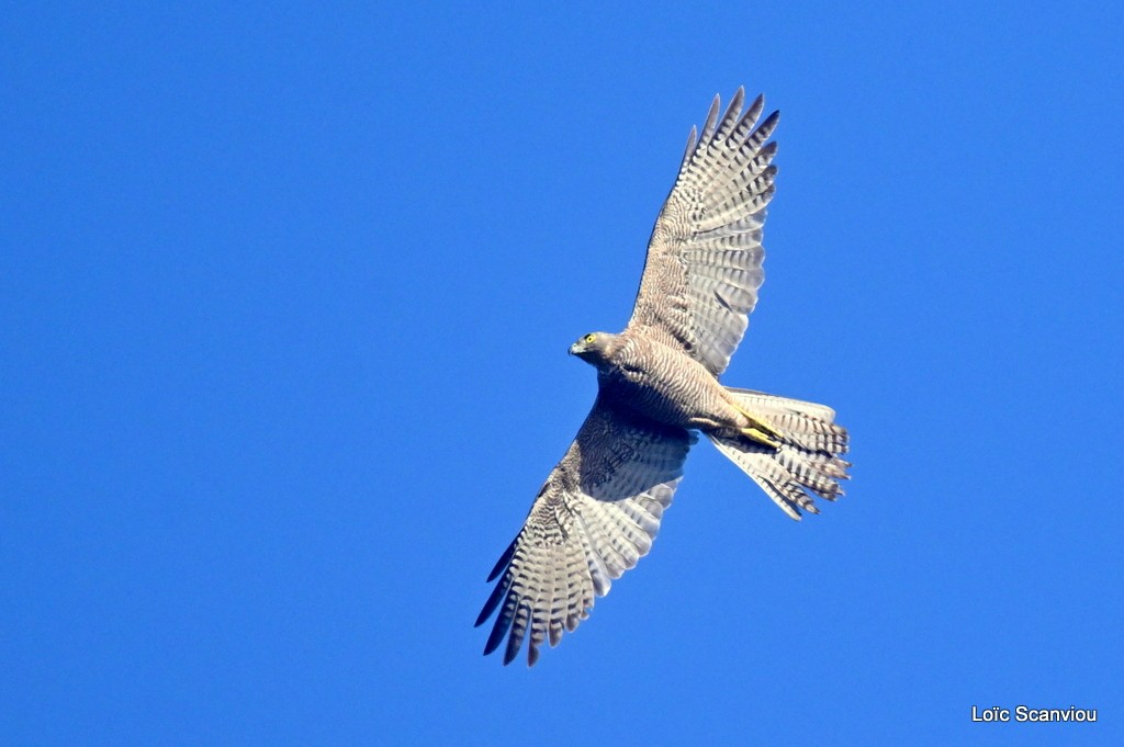Autour australien/Brown Goshawk (2) 