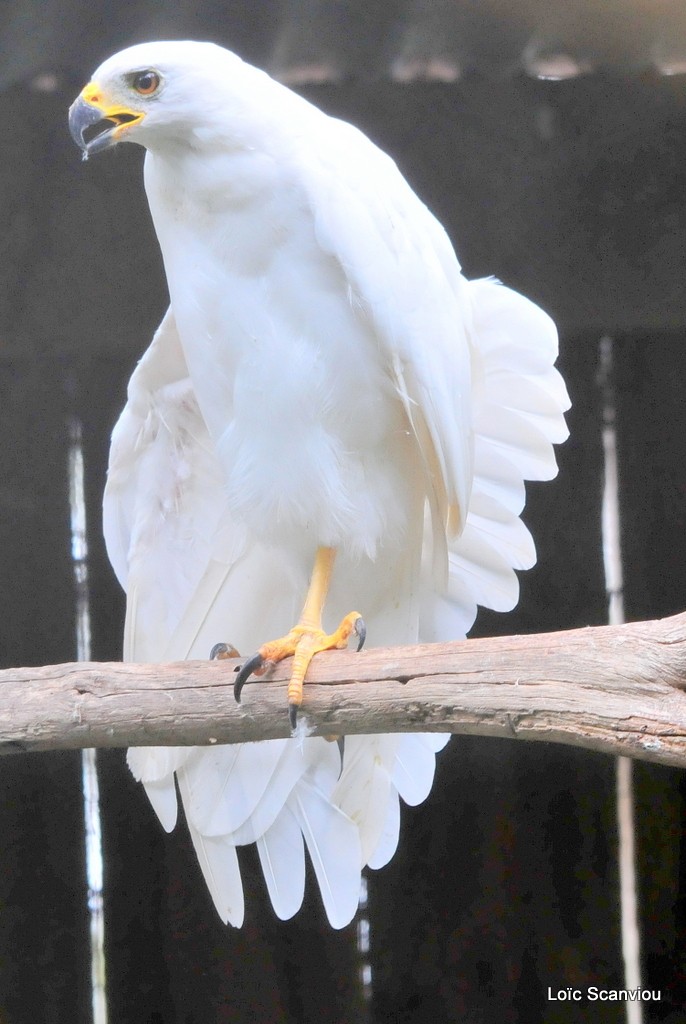 Autour blanc/Grey Goshawk