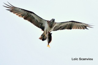 Balbuzard pêcheur/Osprey (1)