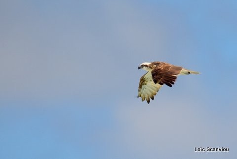Balbuzard pêcheur/Osprey (2)