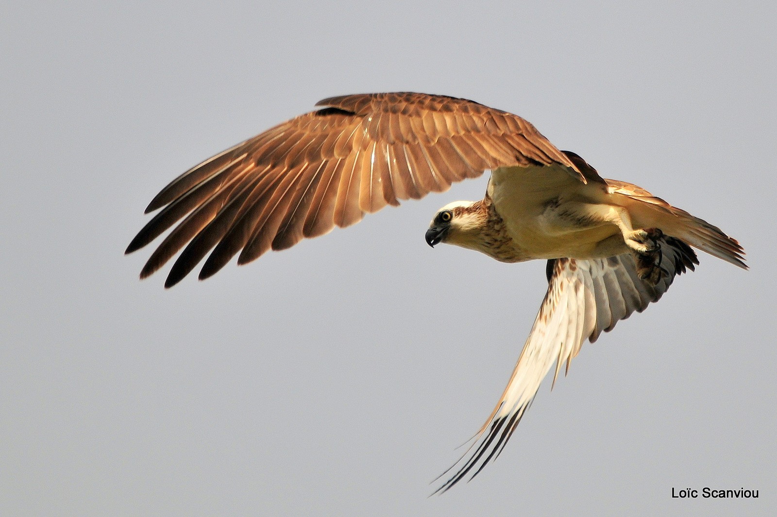 Balbuzard pêcheur/Osprey (6)