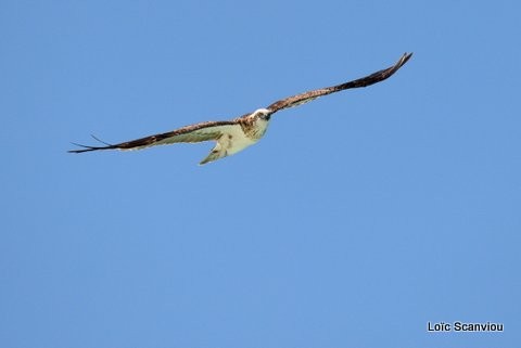 Balbuzard pêcheur/Osprey (3)