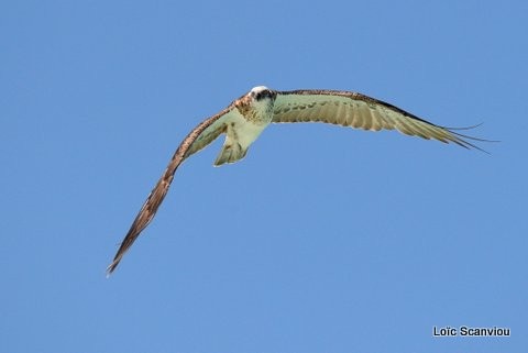 Balbuzard pêcheur/Osprey (4)