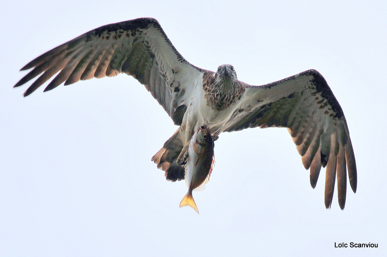 Balbuzard pêcheur/Osprey (7)