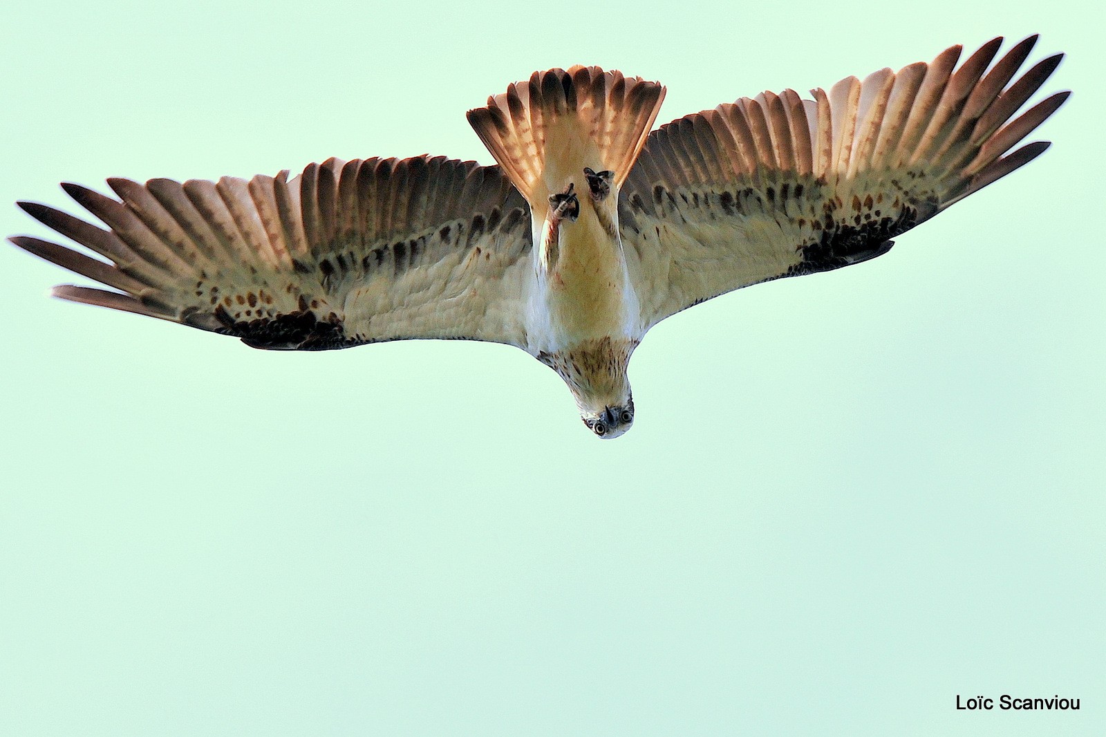 Balbuzard pêcheur/Osprey (8)