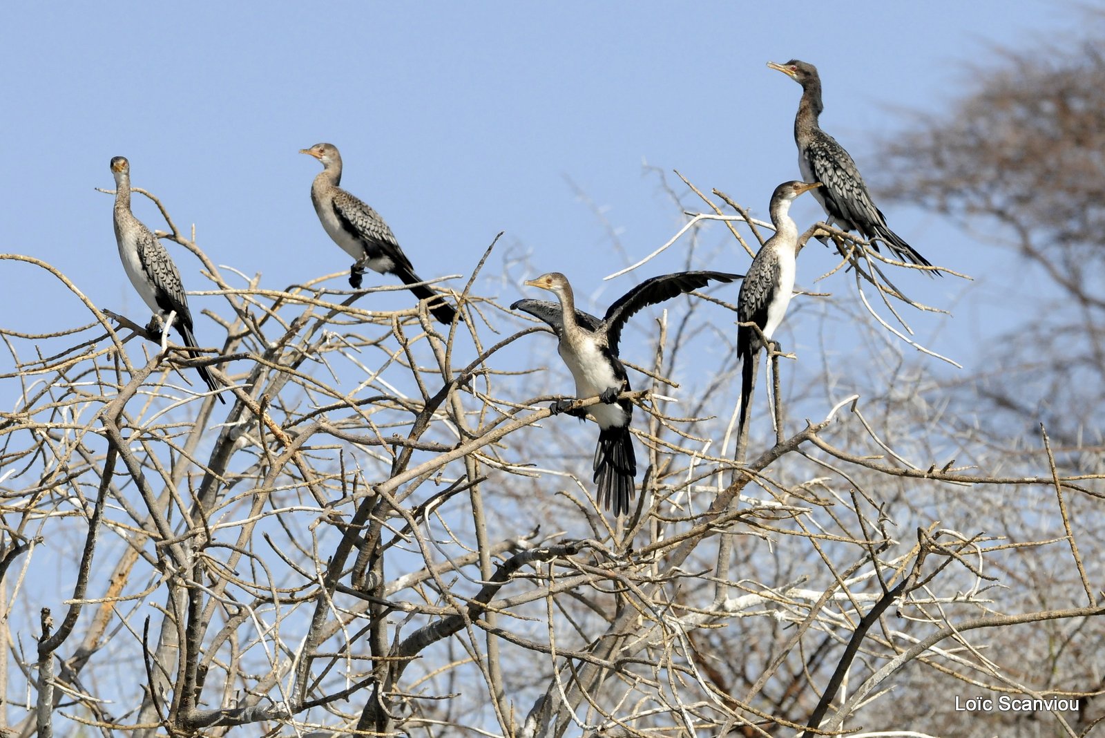 Cormoran/Cormorant (1)