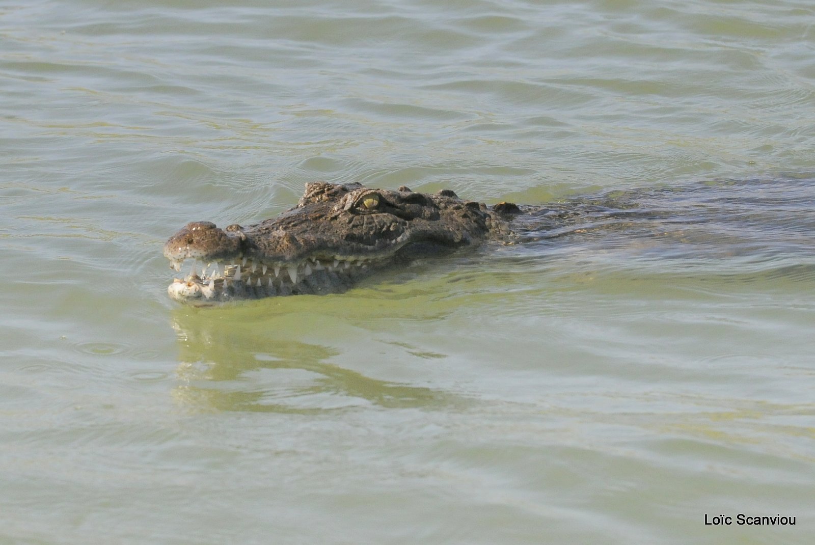 Crocodile (1)