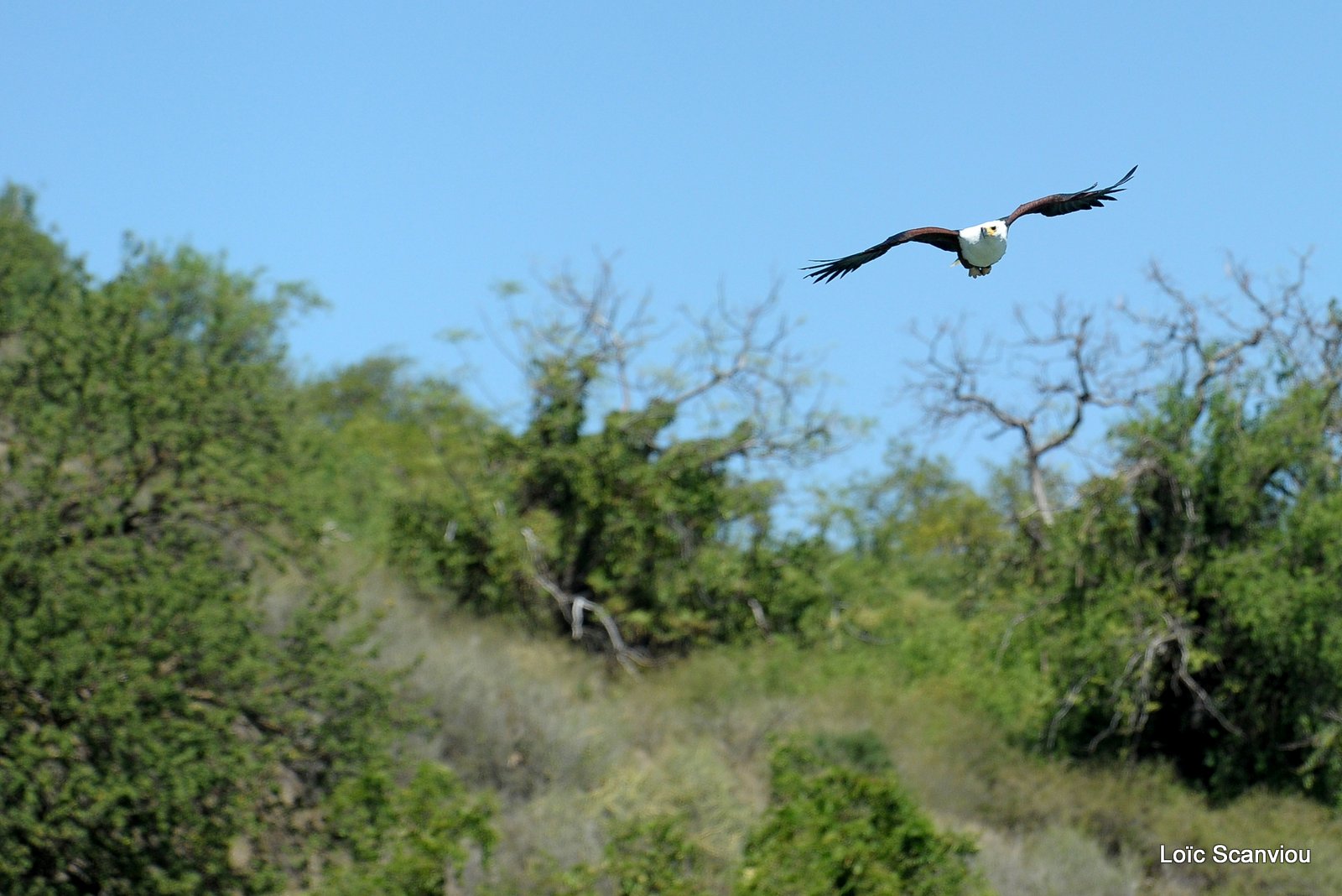 Aigle vocifère/African Fish Eagle (1)