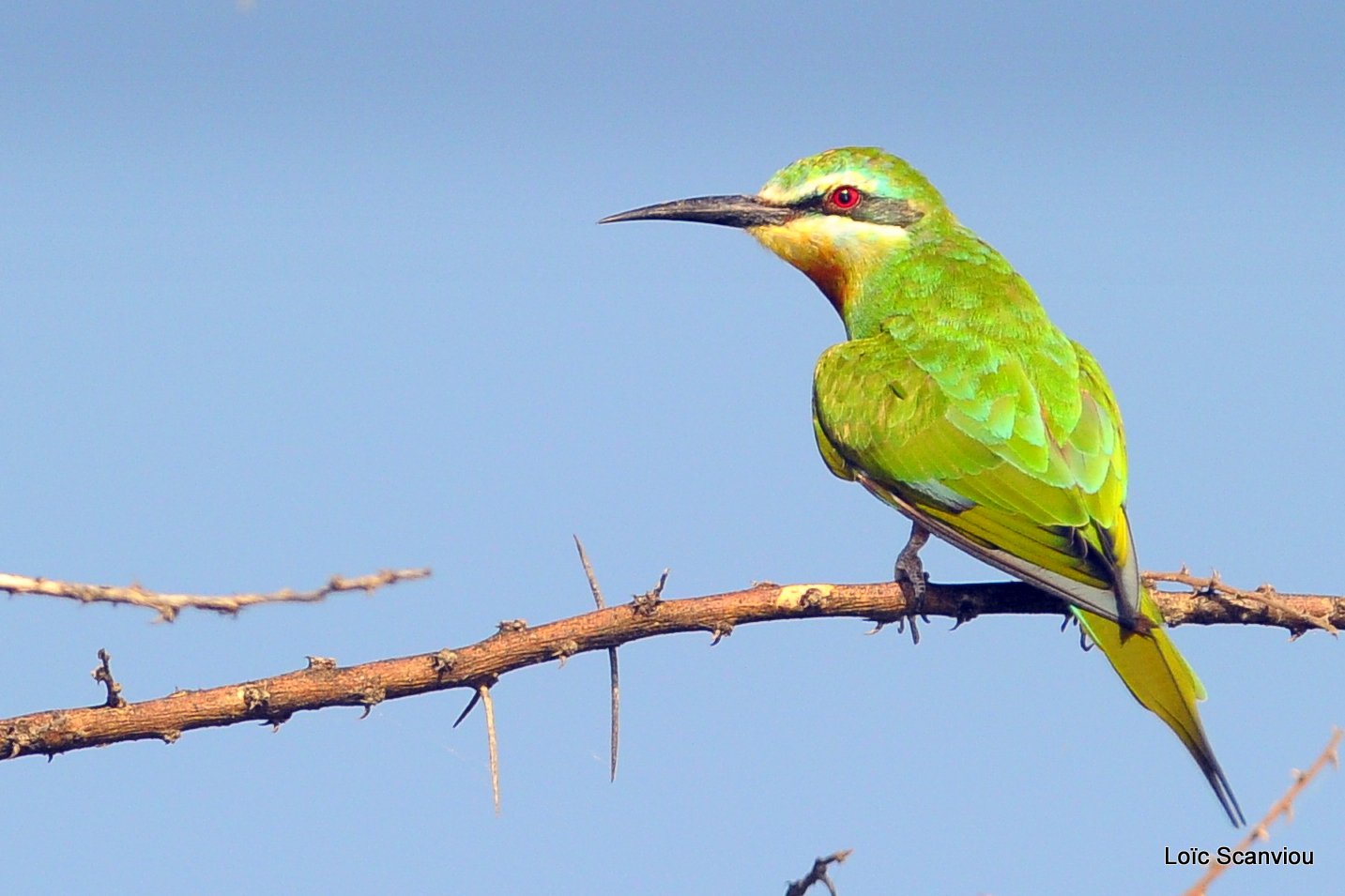 Guêpier de Perse/Blue-cheeked Bee-Eater (8)