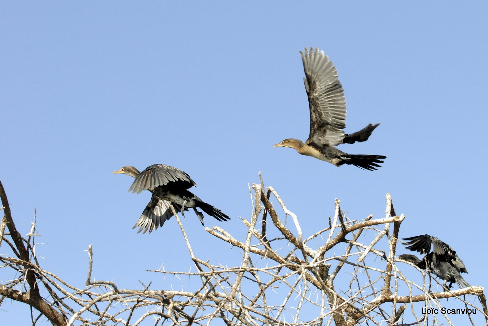 Cormoran/Cormorant (5)