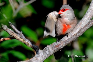 Bengali bec rouge/Common Waxbill (1)