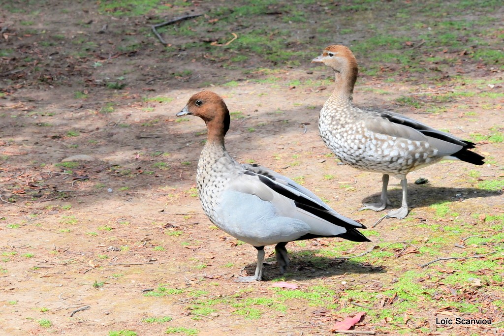 Bernache à crinière/Australian Wood Duck