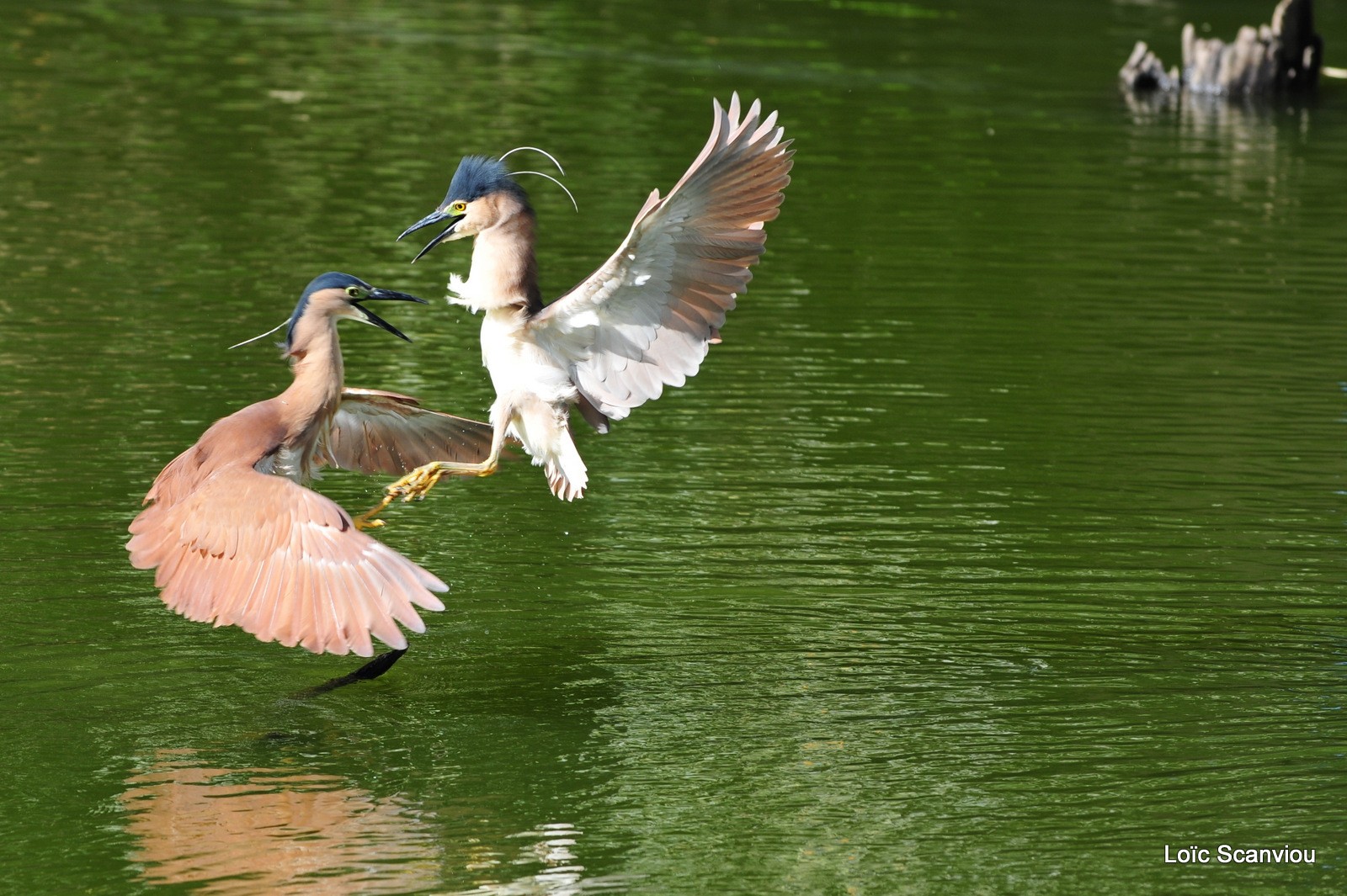 Bihoreau cannelle/Rufous Night-Heron (5)