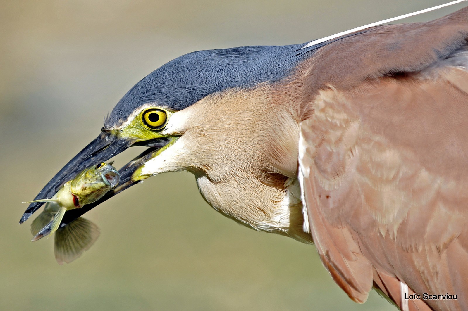 Bihoreau cannelle/Rufous Night-Heron (6)