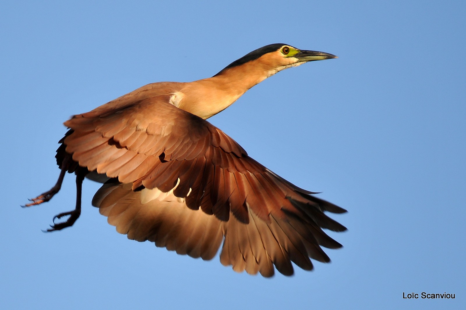 Bihoreau cannelle/Rufous Night-Heron (2)