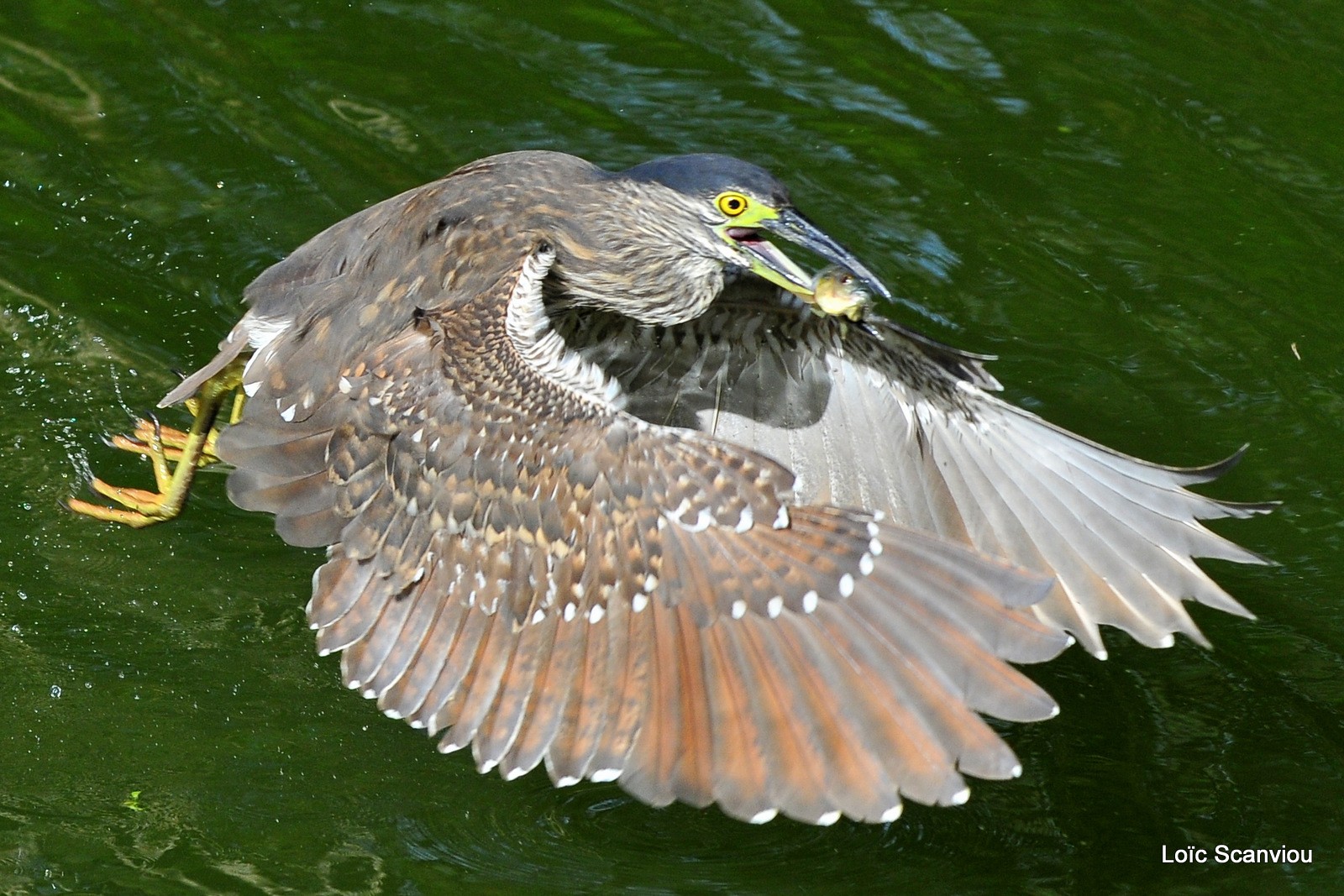 Bihoreau cannelle/Rufous Night-Heron (1)