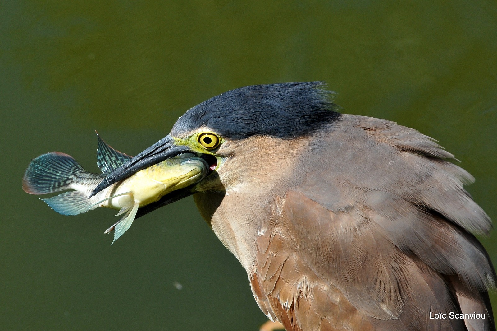 Bihoreau cannelle/Rufous Night-Heron (4)