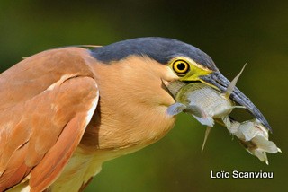 Bihoreau cannelle/Rufous Night-Heron (7)