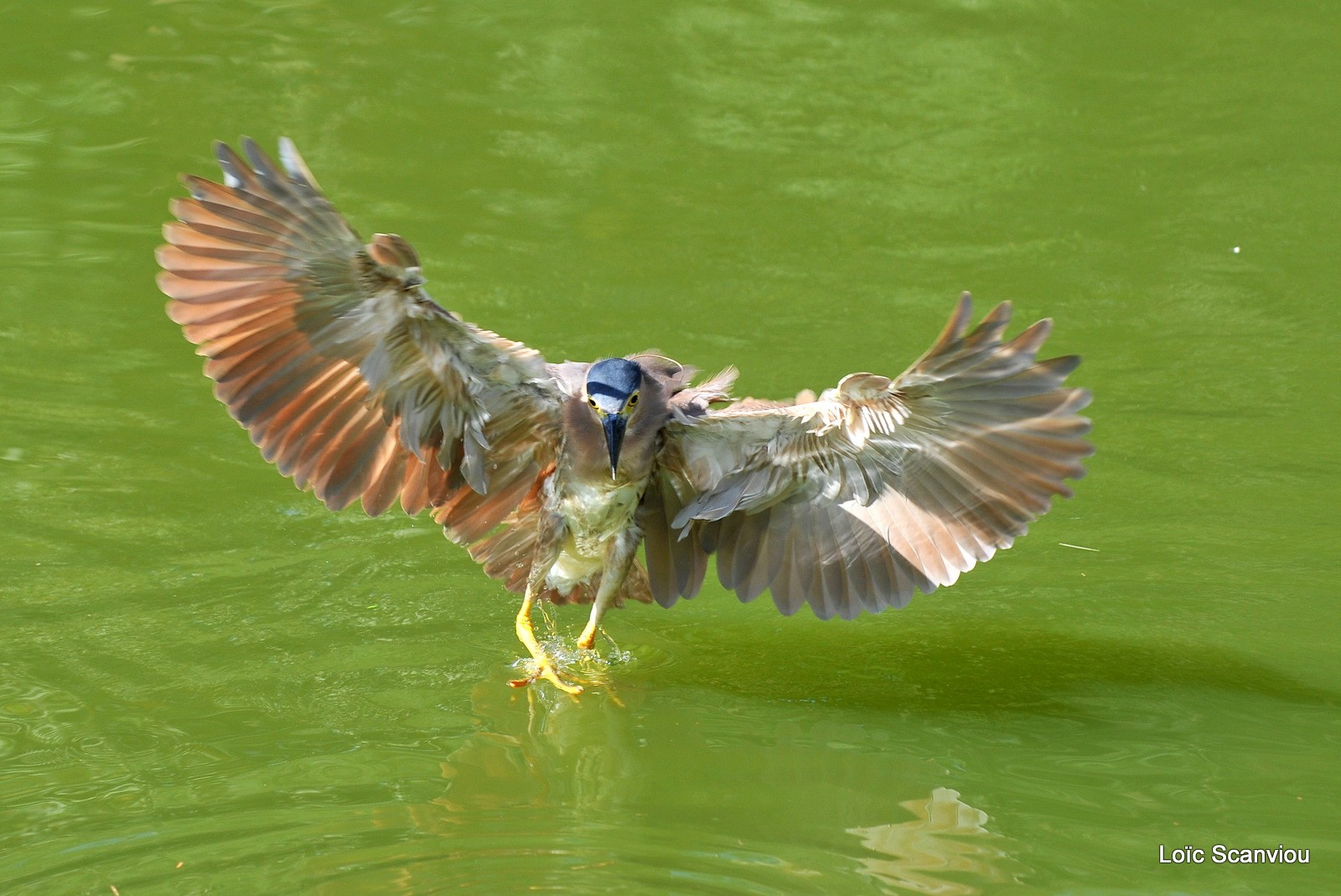 Bihoreau cannelle/Rufous Night-Heron (8)