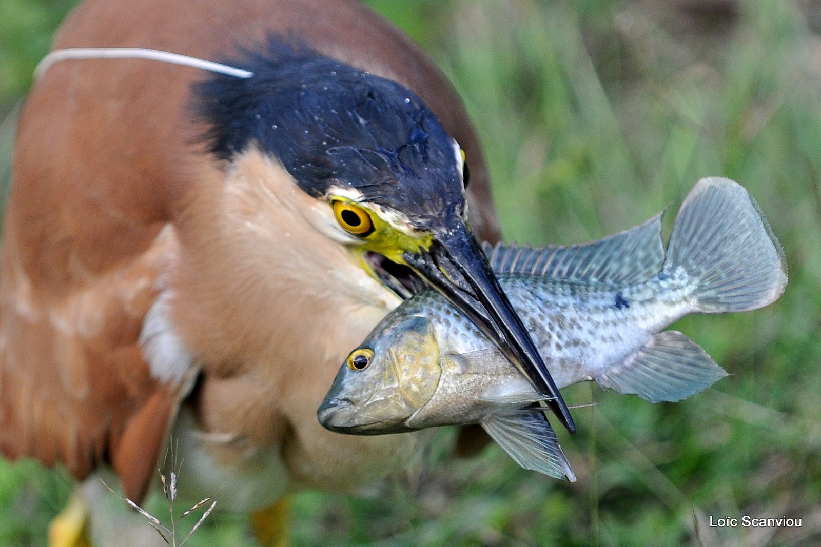 Bihoreau cannelle/Rufous Night-Heron (9)