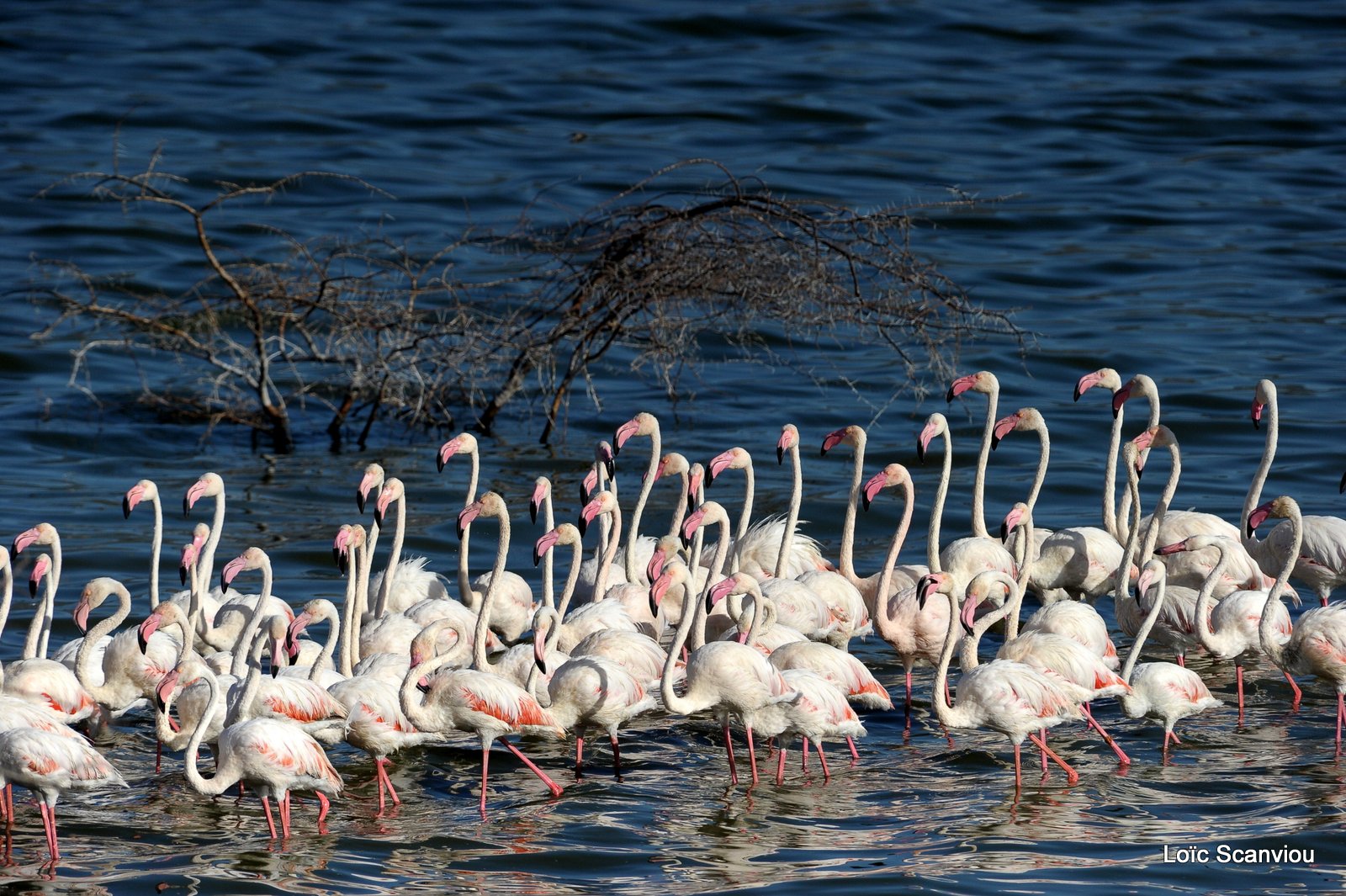 Flamants roses/Flamingoes (2)