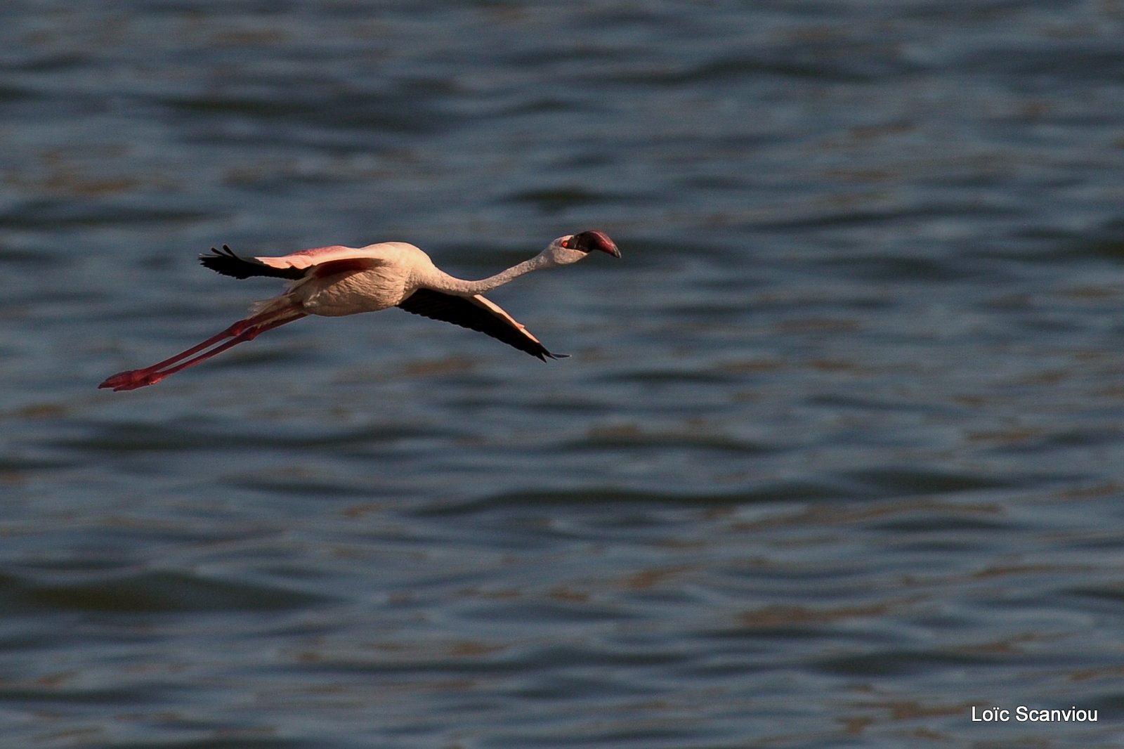 Flamants roses/Flamingoes (3)